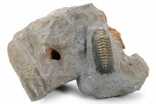 Colorful Crotalocephalina Trilobite with Cephalopod #356911