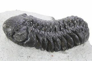 Detailed Austerops Trilobite - Ofaten, Morocco #356920