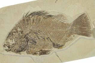 Fish Fossils For Sale