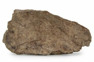 Dinosaur (Triceratops) Frill Shield Section - Wyoming #356925