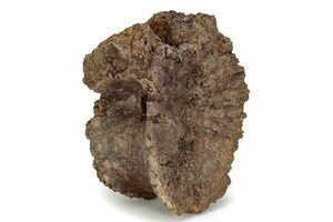 T-Rex Tooth Fragment (#6956) For Sale - FossilEra.com