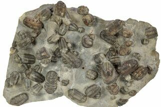 Cluster Of + Austerops Trilobite & Harpid - Jorf, Morocco #356935