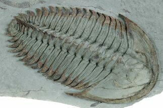 Lower Cambrian Trilobite (Longianda) - Issafen, Morocco #356937