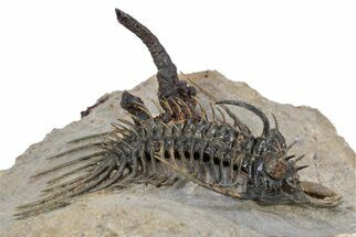 Alien-Looking Quadrops Trilobite - Top Quality Specimen #356938