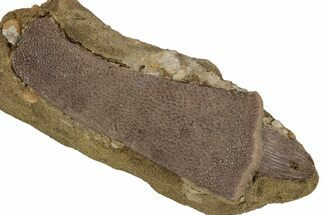 Fossil Soft-Shelled Turtle Costal Scute in Sandstone - Wyoming #356939