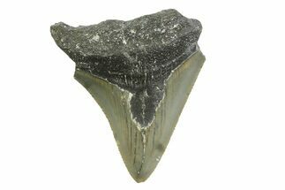 Serrated, Juvenile Megalodon Tooth - North Carolina #356708