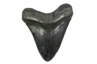 Fossil Megalodon Tooth - South Carolina #356831