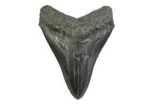 Serrated, Fossil Megalodon Tooth - South Carolina #356835