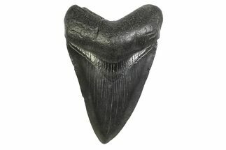 Fossil Megalodon Tooth - South Carolina #356841