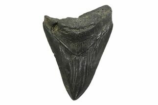 Serrated, Fossil Megalodon Tooth - South Carolina #356845
