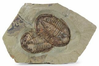 Two Colorful Asaphid Trilobites With Antennae - Fezouata Formation #356948