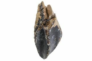 Unworn Triceratops Tooth with Partial Root - Wyoming #356951