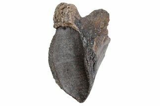 Gorgeous, Unworn Triceratops Tooth with Partial Root - Wyoming #356955