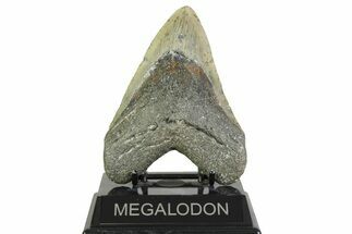 Fossil Megalodon Tooth - North Carolina #356699