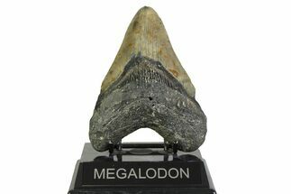 Fossil Megalodon Tooth - North Carolina #356700