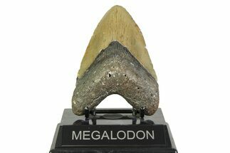 Fossil Megalodon Tooth - North Carolina #356704