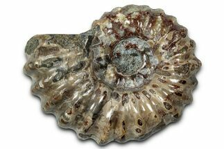 Bumpy Ammonite (Douvilleiceras) Fossil - Madagascar #343845
