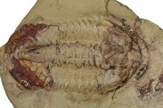 Colorful Asaphid Trilobite Impression - Fezouata Formation #356968