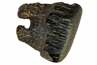 Fossil Freshwater Ray (Myledaphus) Tooth - Wyoming #356973