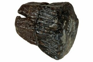 Fossil Freshwater Ray (Myledaphus) Tooth - Wyoming #356974