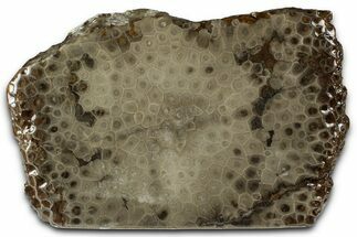 Free-Standing, Petoskey Stone (Fossil Coral) Section - Michigan #356975