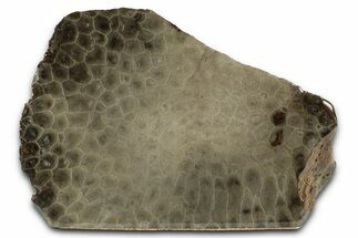Free-Standing, Petoskey Stone (Fossil Coral) Section - Michigan #356980