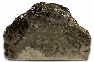 Free-Standing, Petoskey Stone (Fossil Coral) Section - Michigan #356982