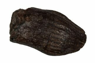 Cretaceous Fossil Dinosaur (Thescelosaurus) Tooth - Montana #356991