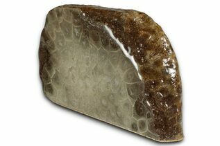 Coral Fossils For Sale