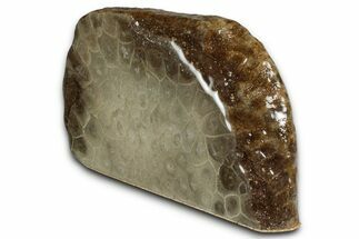 Free-Standing, Petoskey Stone (Fossil Coral) Section - Michigan #356998