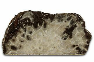 Free-Standing, Petoskey Stone (Fossil Coral) Section - Michigan #357003