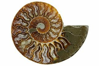 Cut & Polished Ammonite Fossil (Half) - Madagascar #354176