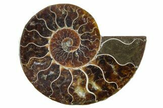 Cut & Polished Ammonite Fossil (Half) - Madagascar #354180