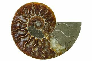 Cut & Polished Ammonite Fossil (Half) - Madagascar #354184