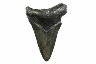 Juvenile Megalodon Tooth - North Carolina #354536