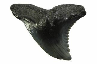 Snaggletooth Shark (Hemipristis) Tooth - South Carolina #354542