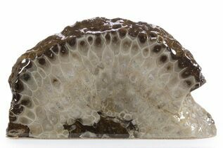 Buy Coral Fossils