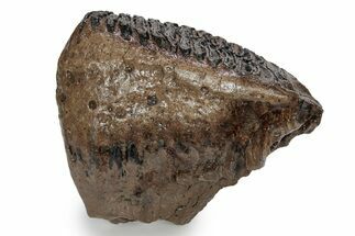 Fossil Woolly Mammoth Upper M Molar - Poland #357018