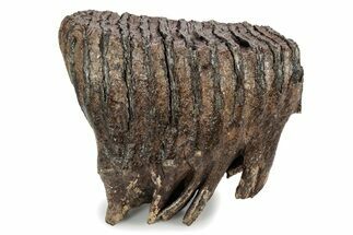 Fossil Woolly Mammoth Upper M Molar - Poland #357020