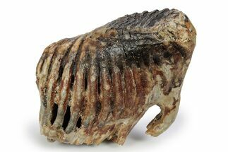 Woolly Mammoth Lower M Molar - North Sea Deposits #357022