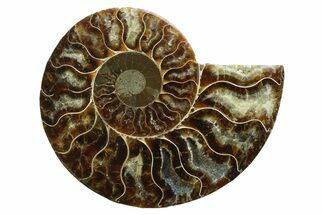 Cut & Polished Ammonite Fossil (Half) - Madagascar #354130