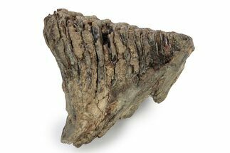 Southern Mammoth Molar - Hungary #357029