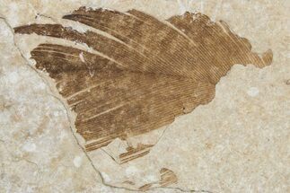 Detailed Fossil Feather - Green River Formation, Wyoming #357001