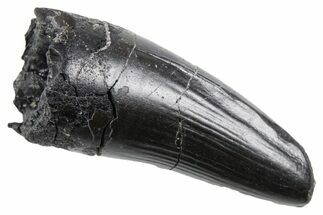 Fossil Crocodyliform (Goniopholidid) Tooth - Wyoming #357011