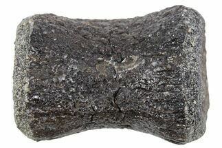 Fossil Dinosaur Caudal Vertebra - Bone Cabin Quarry, Wyoming #357031