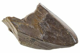 Fossil Tyrannosaur (T rex) Tooth Fragment - Wyoming #357034