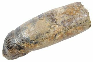 Rooted Fossil Alligatoroid (Brachychampsa) Tooth - Wyoming #357035