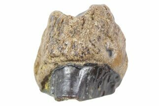 Fossil Dinosaur (Triceratops) Shed Tooth - Wyoming #357036