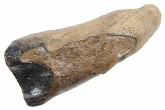 Feeding Worn Triceratops Tooth with Partial Root - Wyoming #357038