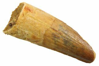 Juvenile Fossil Spinosaurus Tooth - Real Dinosaur Tooth #354816